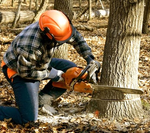 Tree Removal in Lyon, MS
